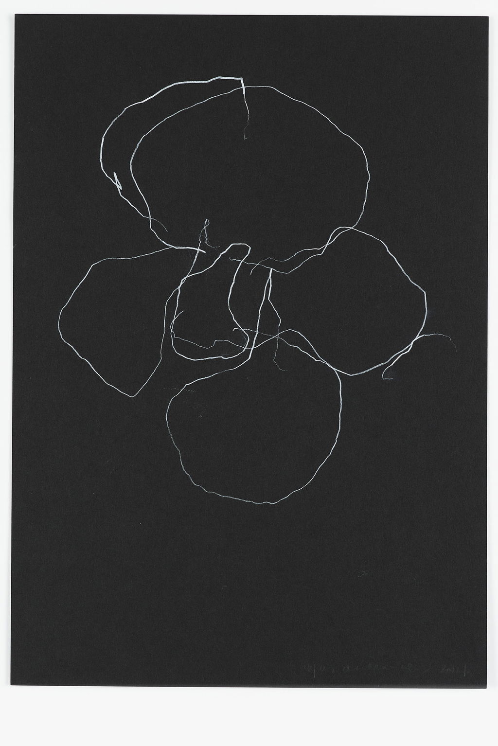 Night Orchid 50 main image