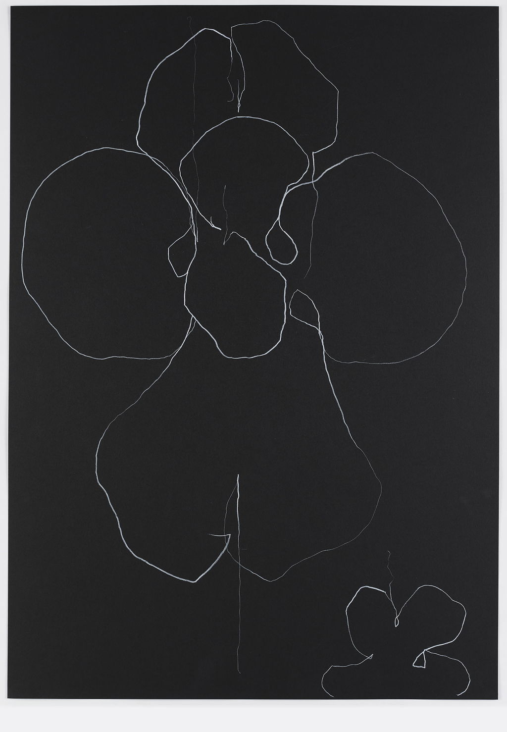 Night Orchid 39 main image