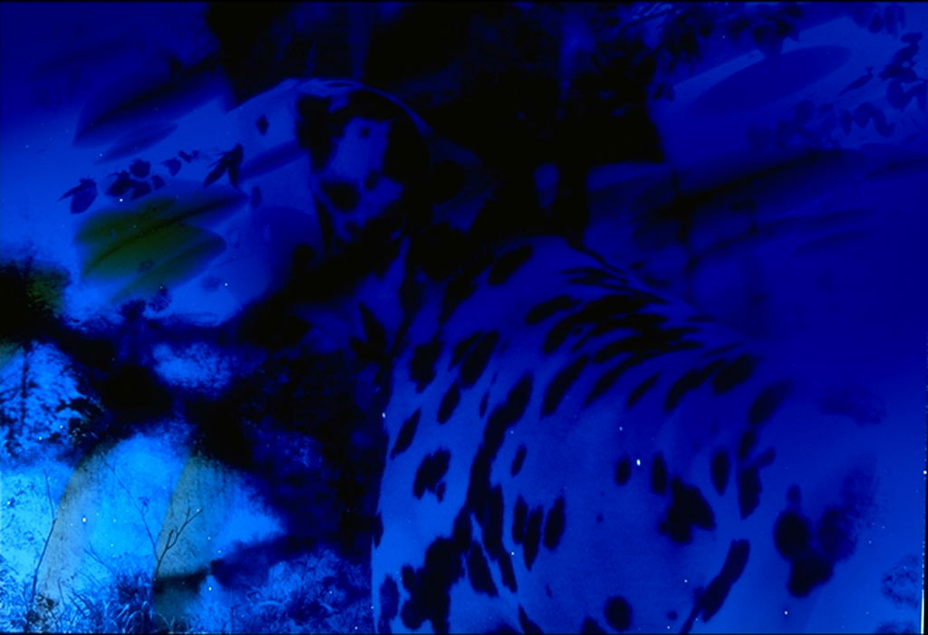 Dalmation Dog (Blue) main image