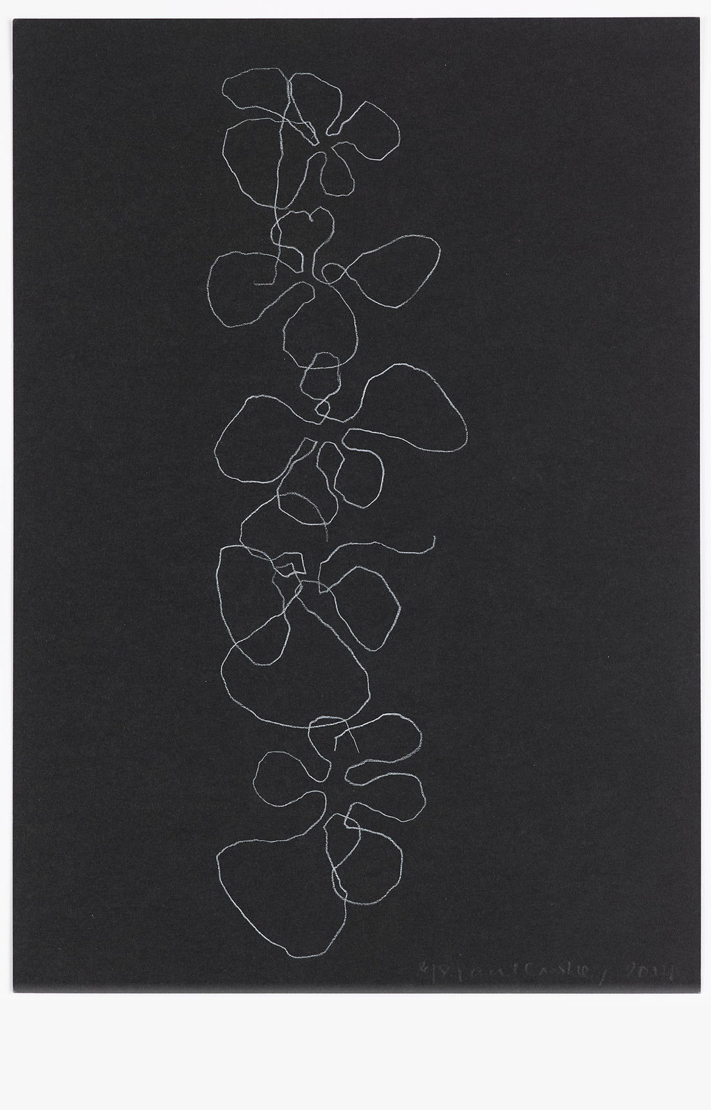 Night Orchid 21 main image