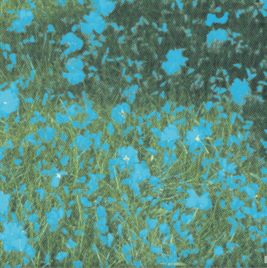 Petals on Grass main image