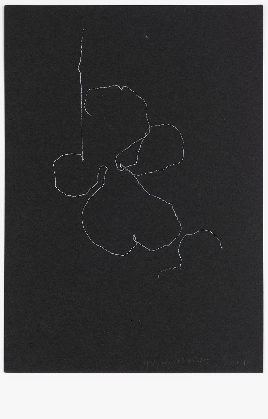 Night Orchid 66 main image