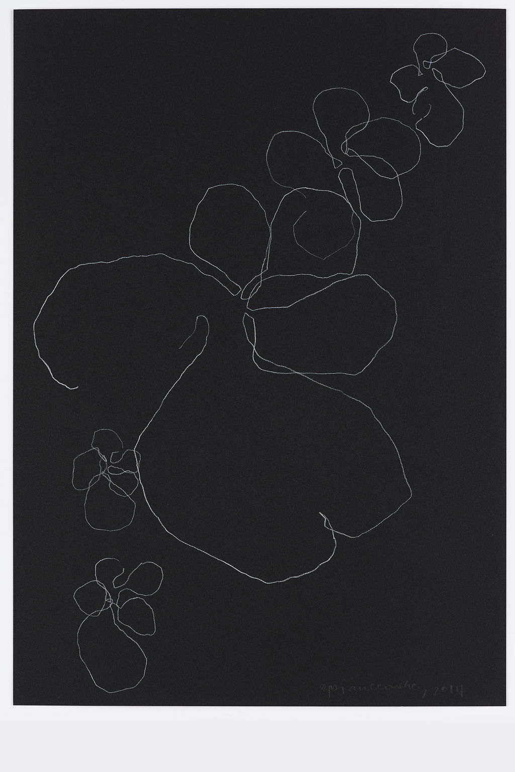 Night Orchid 23 main image