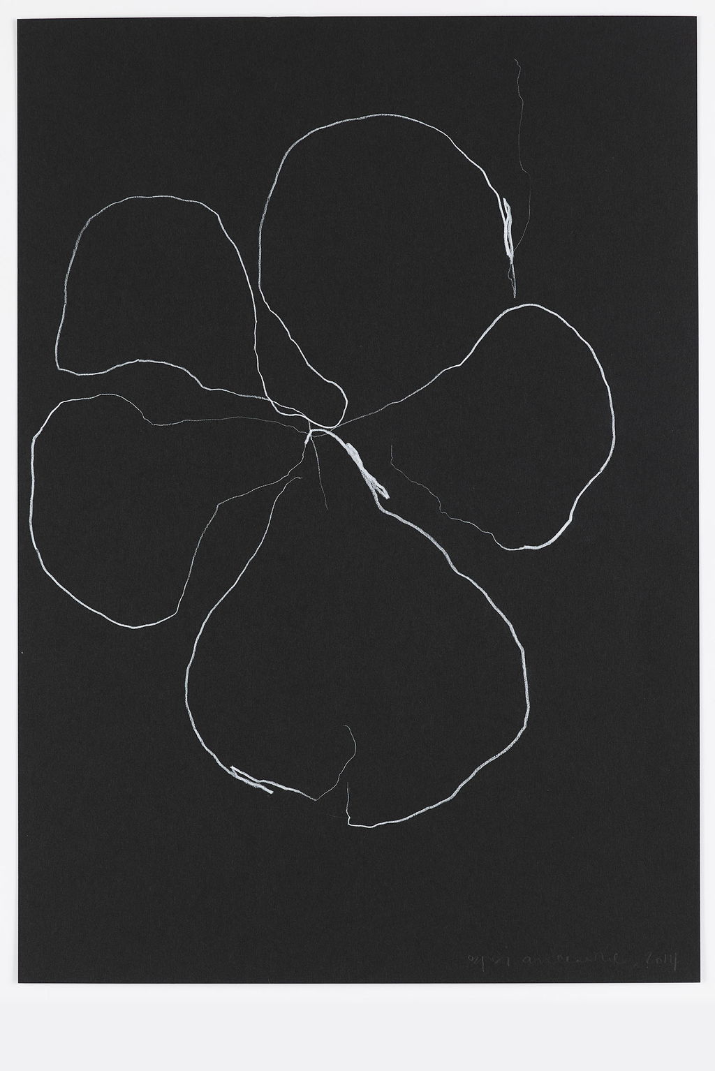Night Orchid 9 main image