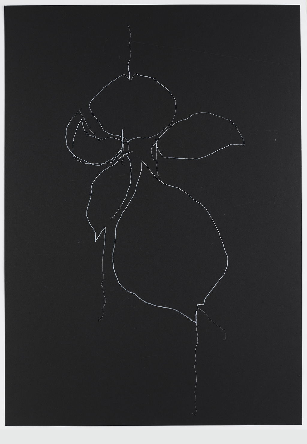 Night Orchid 102 main image