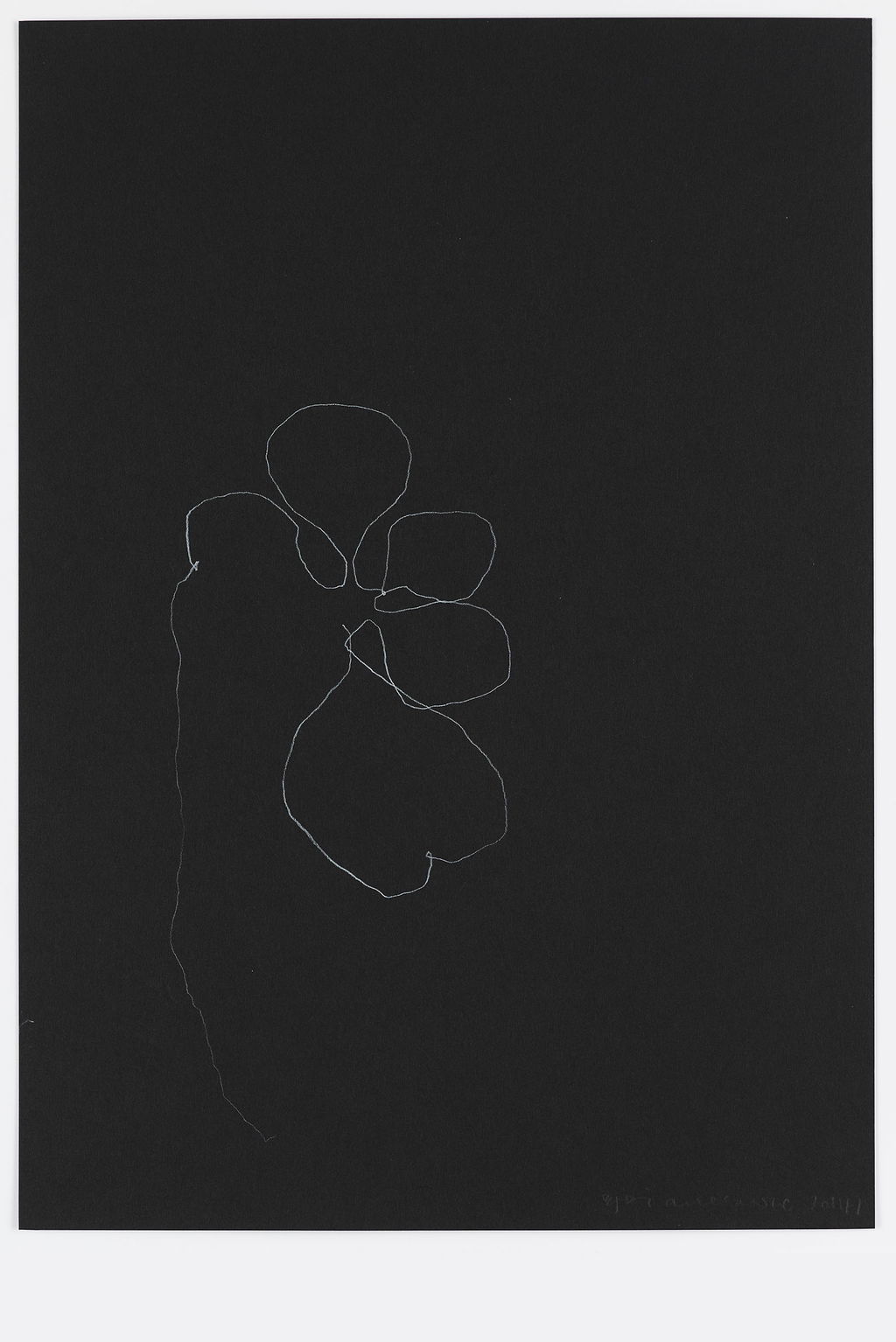 Night Orchid 10 main image