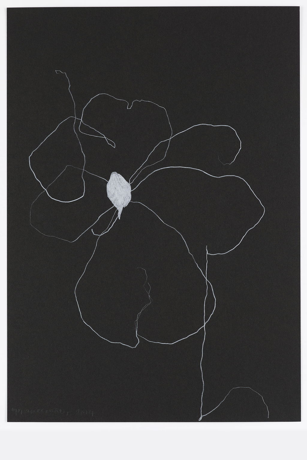 Night Orchid 25 main image