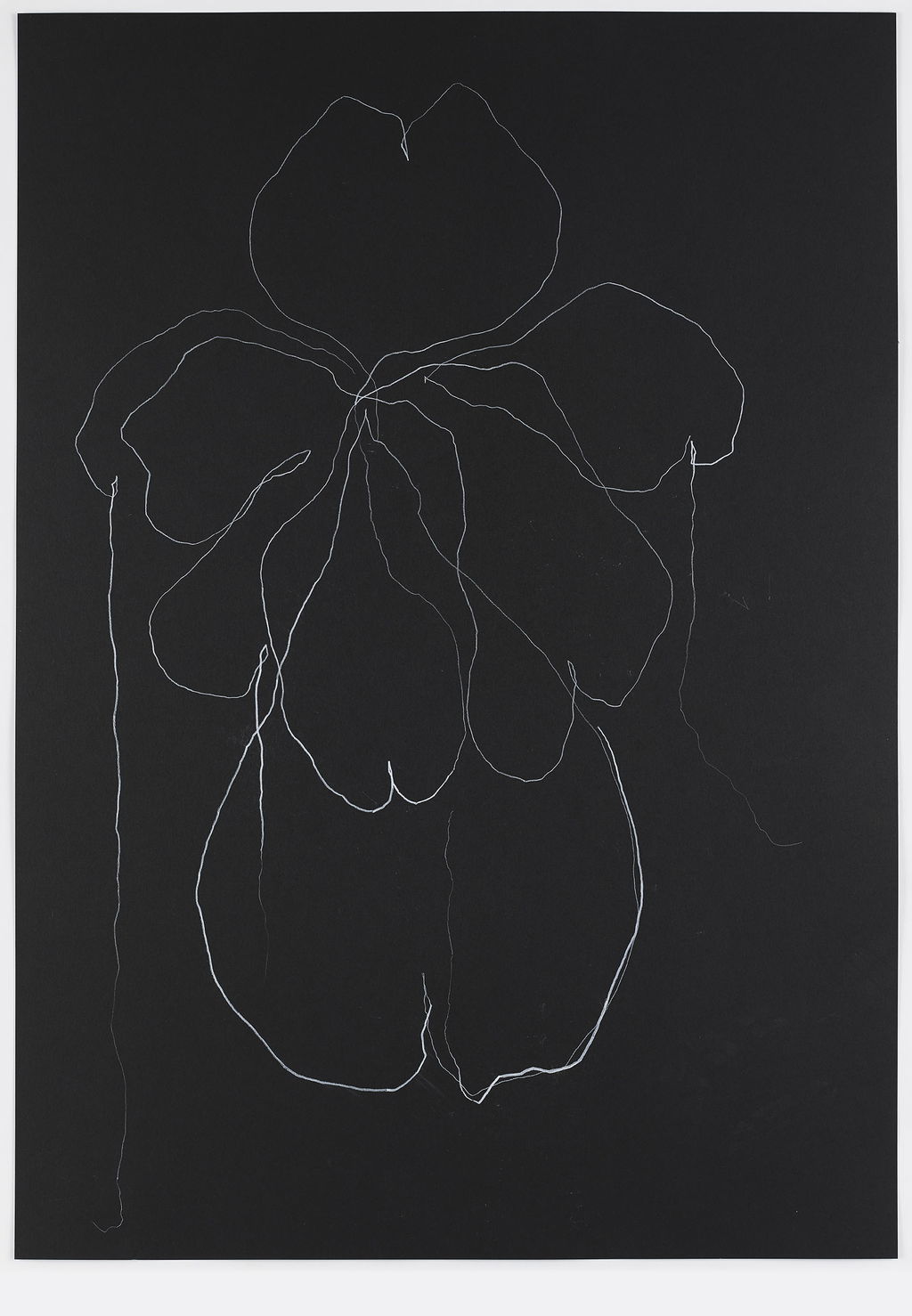 Night Orchid 32 main image