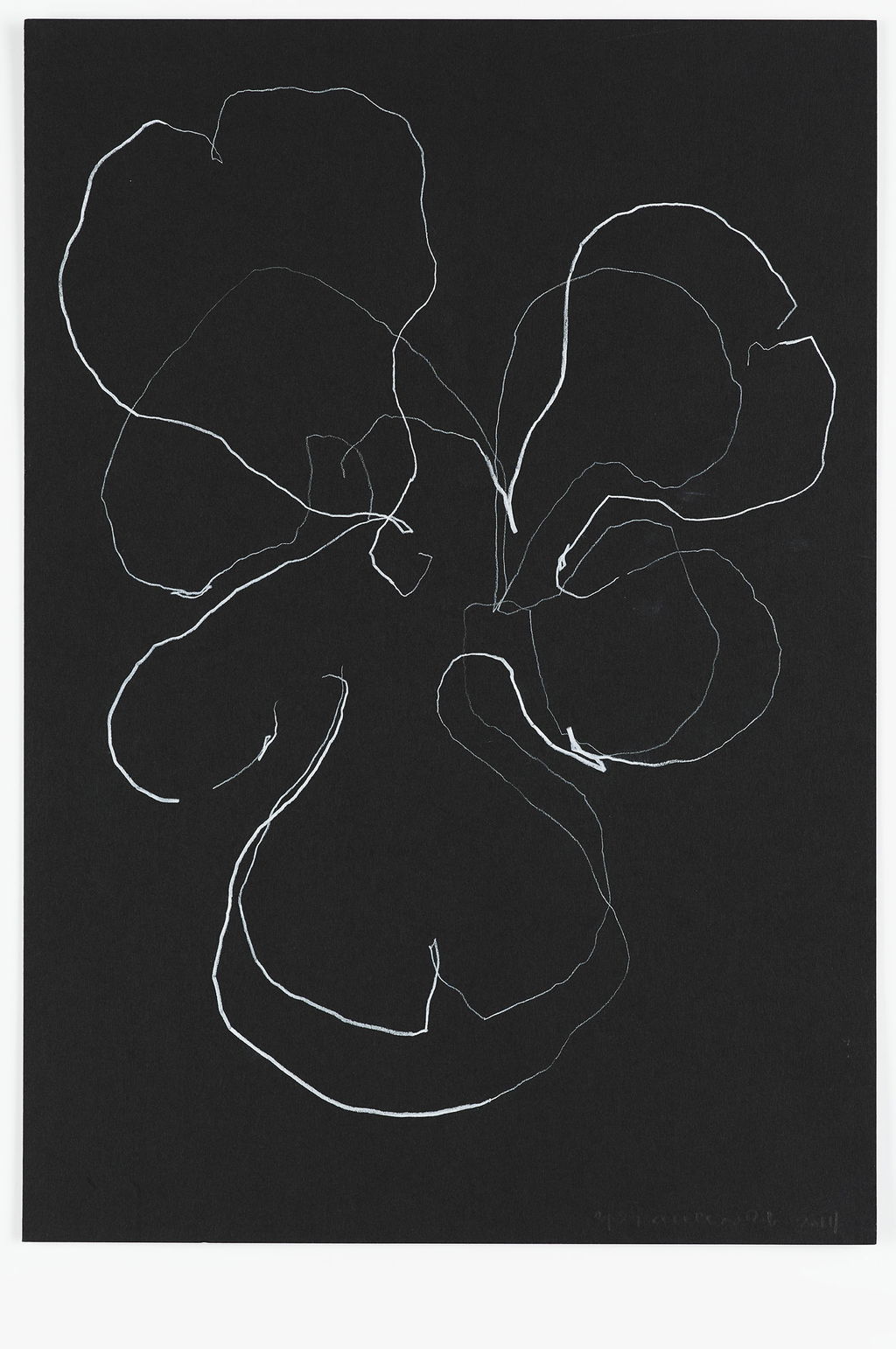 Night Orchid 53 main image
