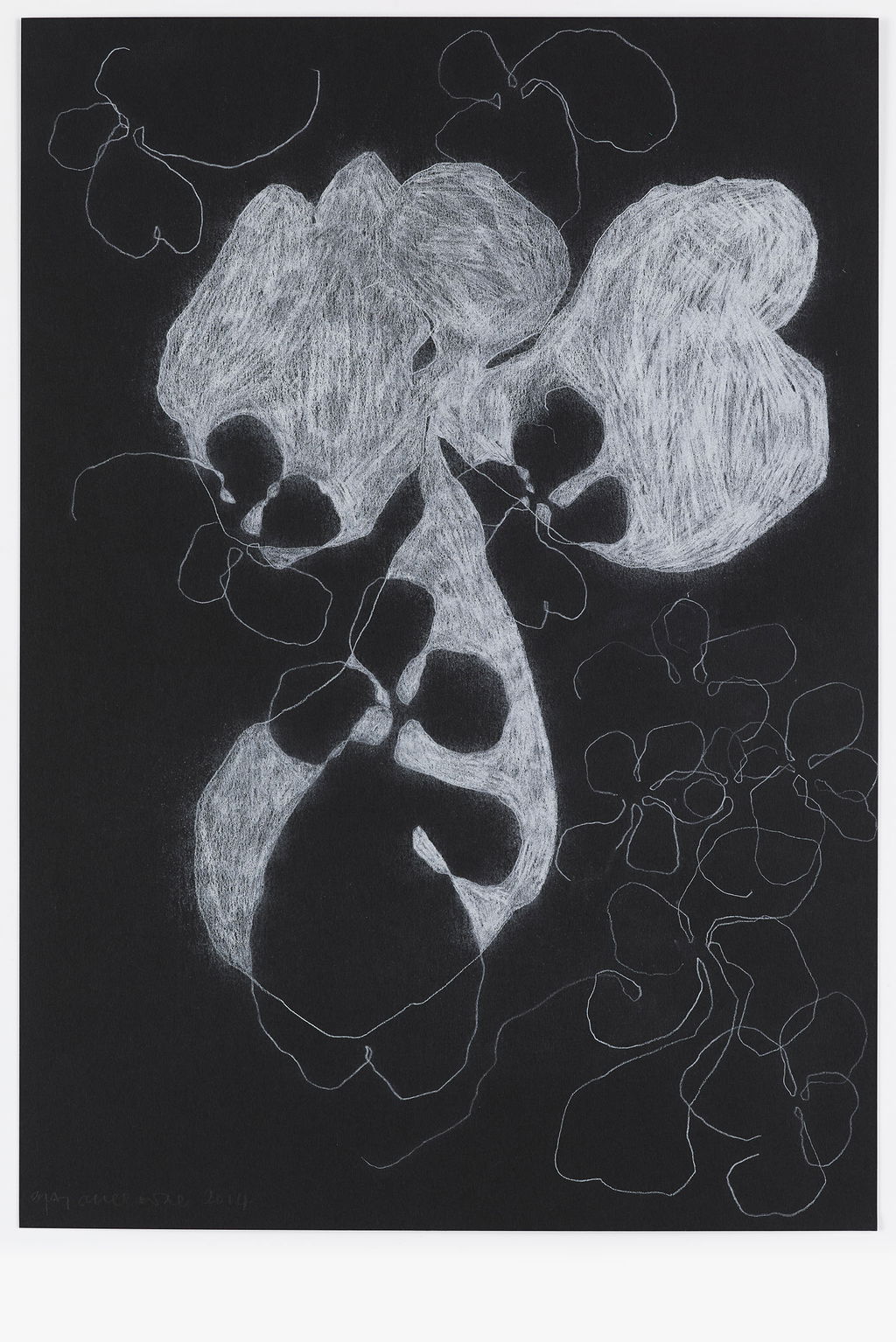 Night Orchid 60 main image