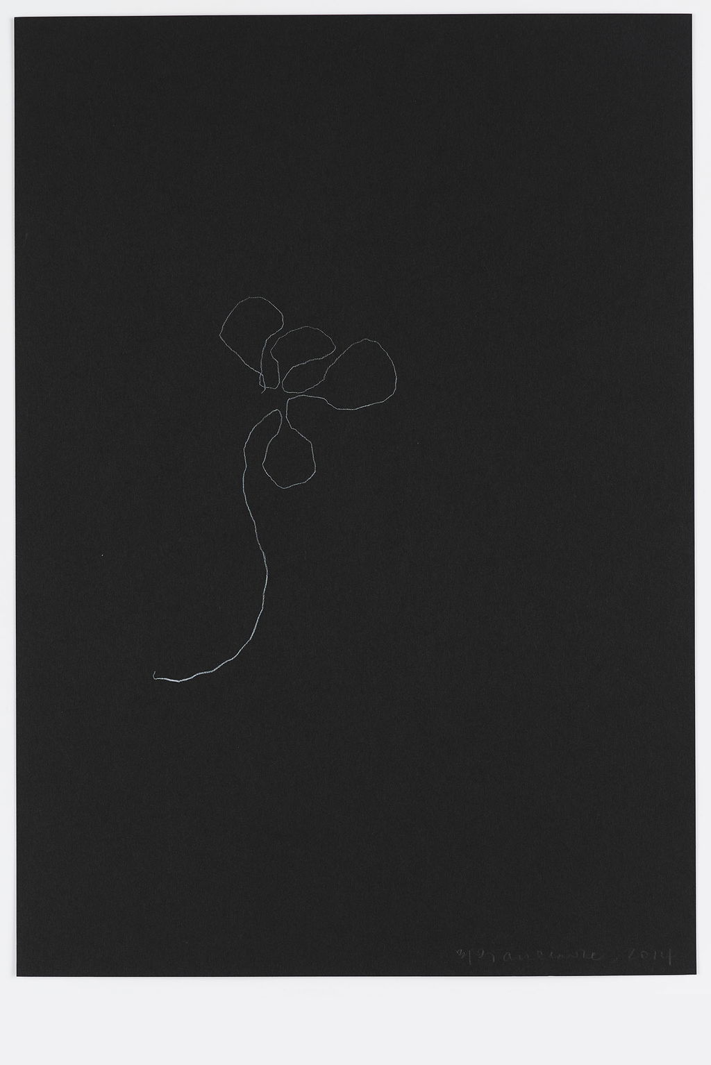 Night Orchid 27 main image