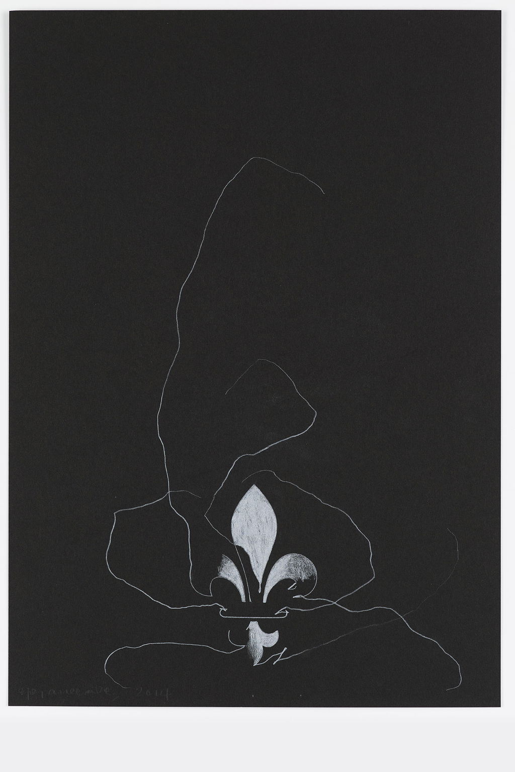 Night Orchid 74 main image