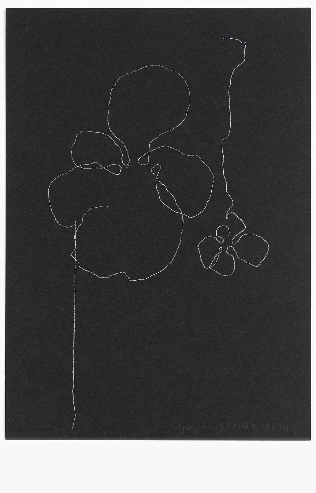Night Orchid 68 main image