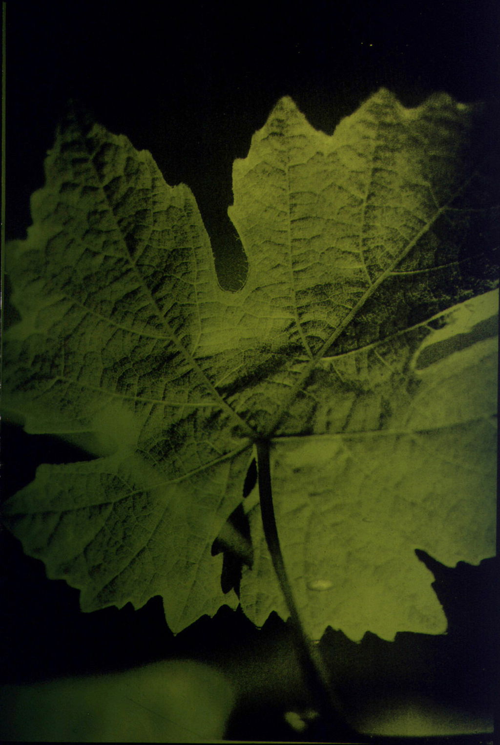 Sycamore Leaf (Green)  main image