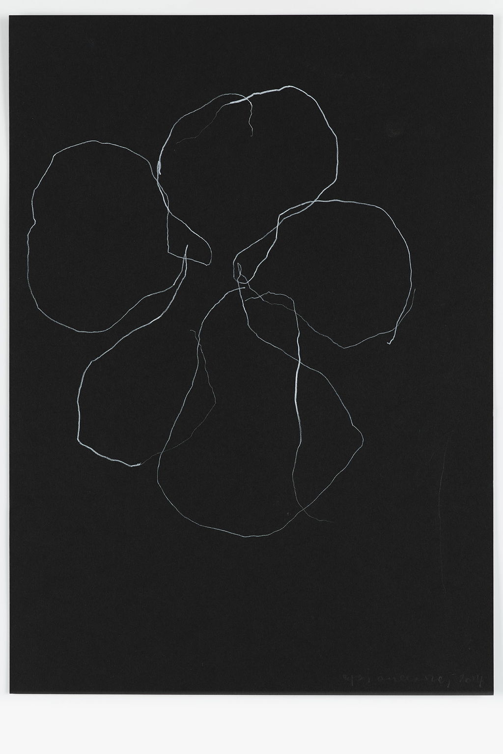 Night Orchid 47 main image