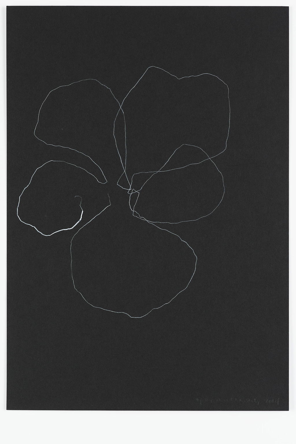 Night Orchid 49 main image