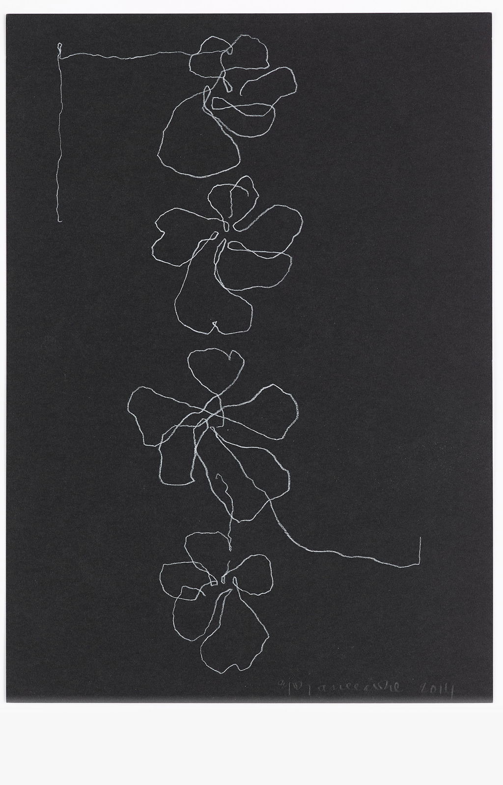 Night Orchid 19 main image