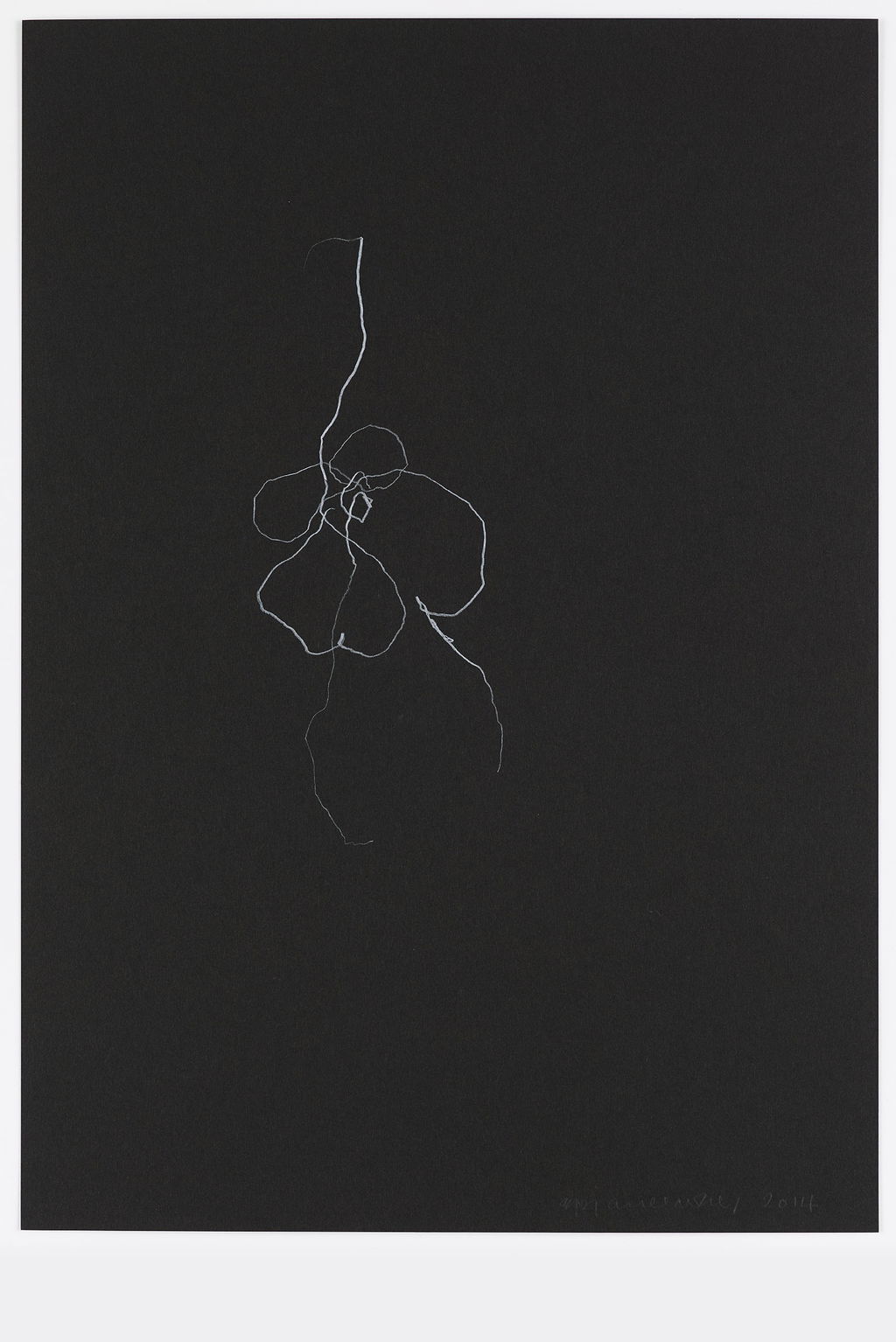 Night Orchid 59 main image