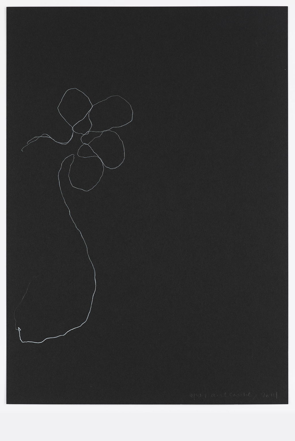 Night Orchid 26 main image