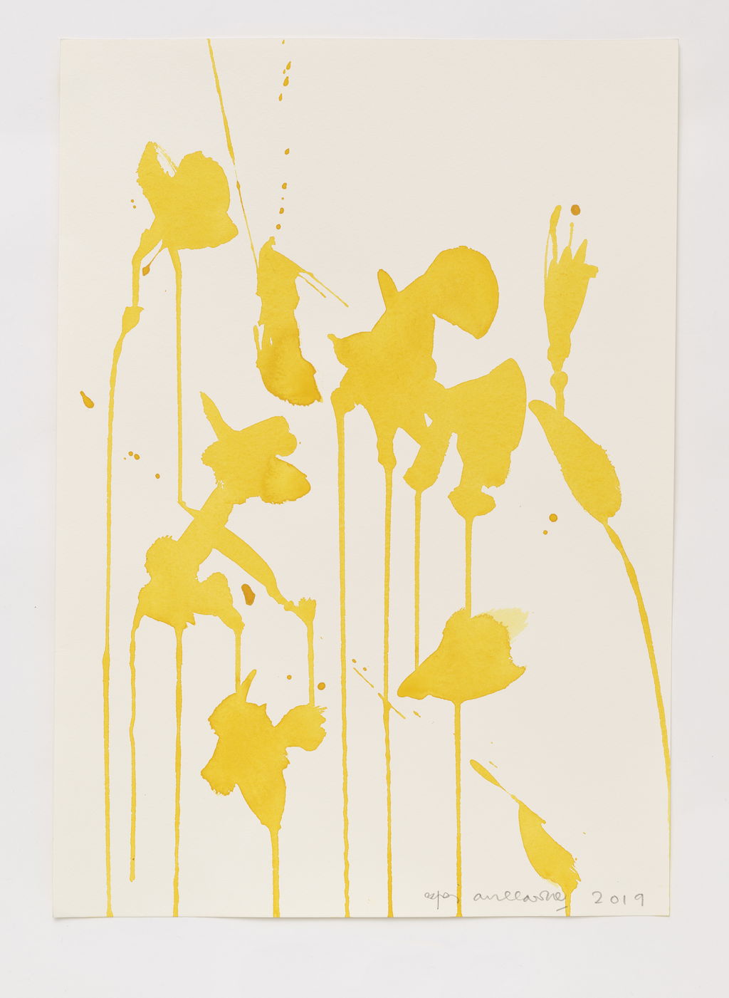 Daffodils main image
