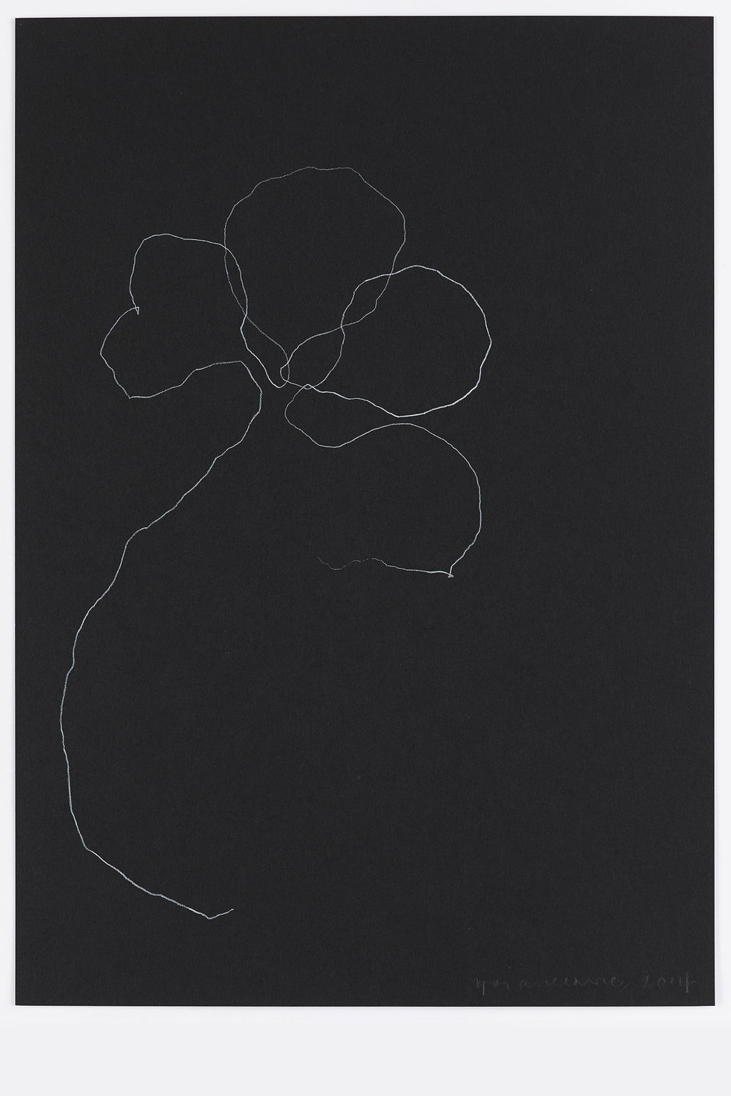 Night Orchid 11 main image