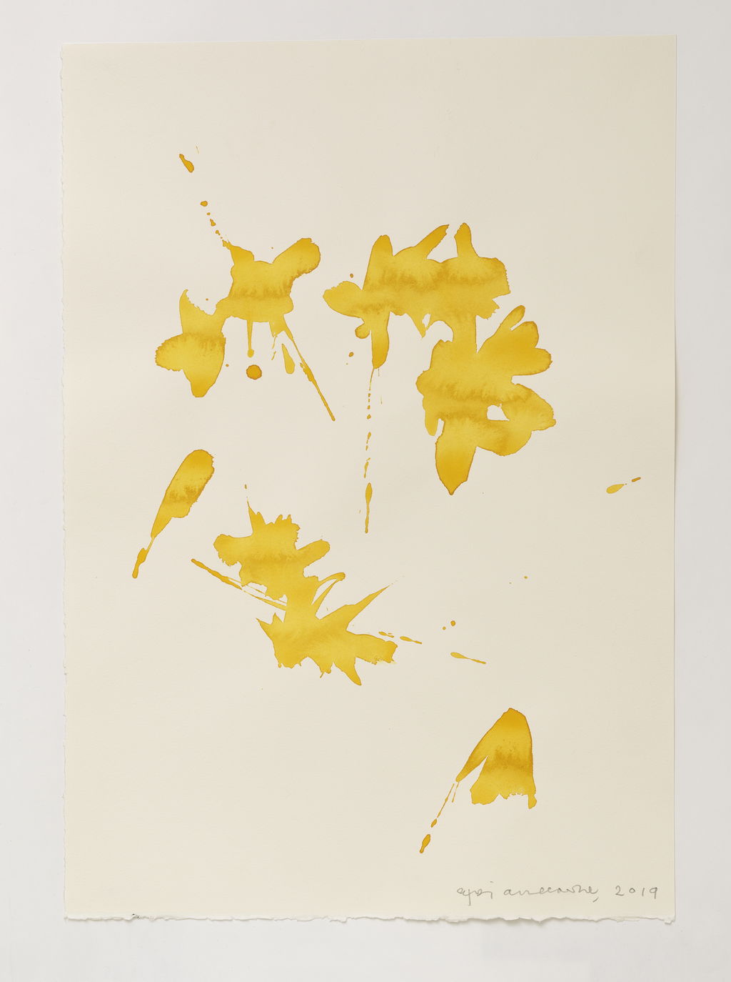 Daffodils main image