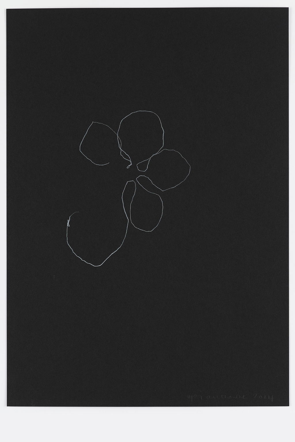Night Orchid 18 main image