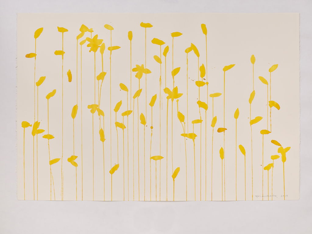 Daffodils main image