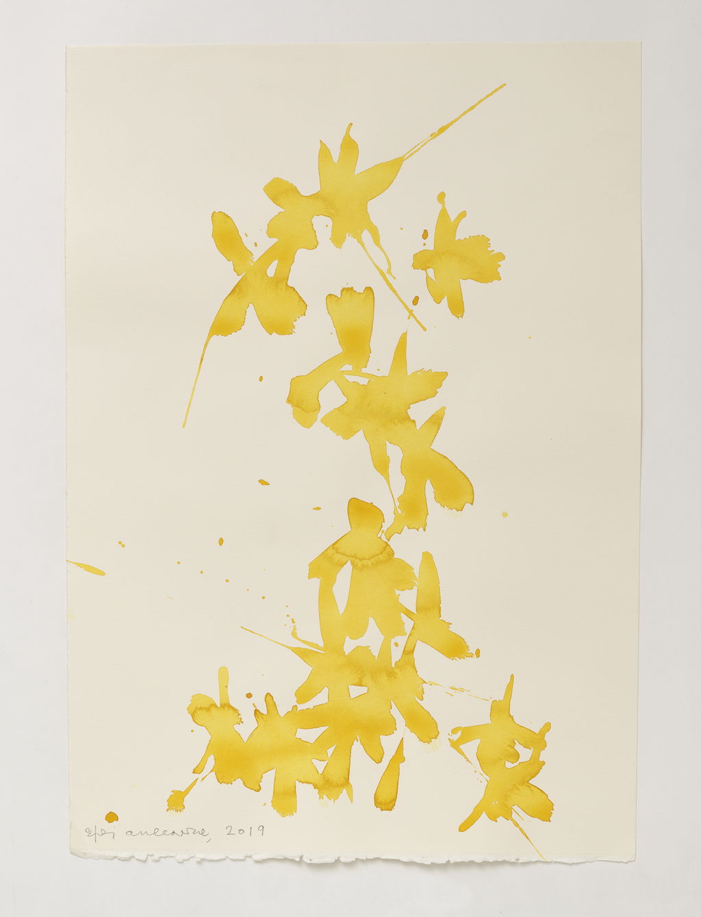 Daffodils main image