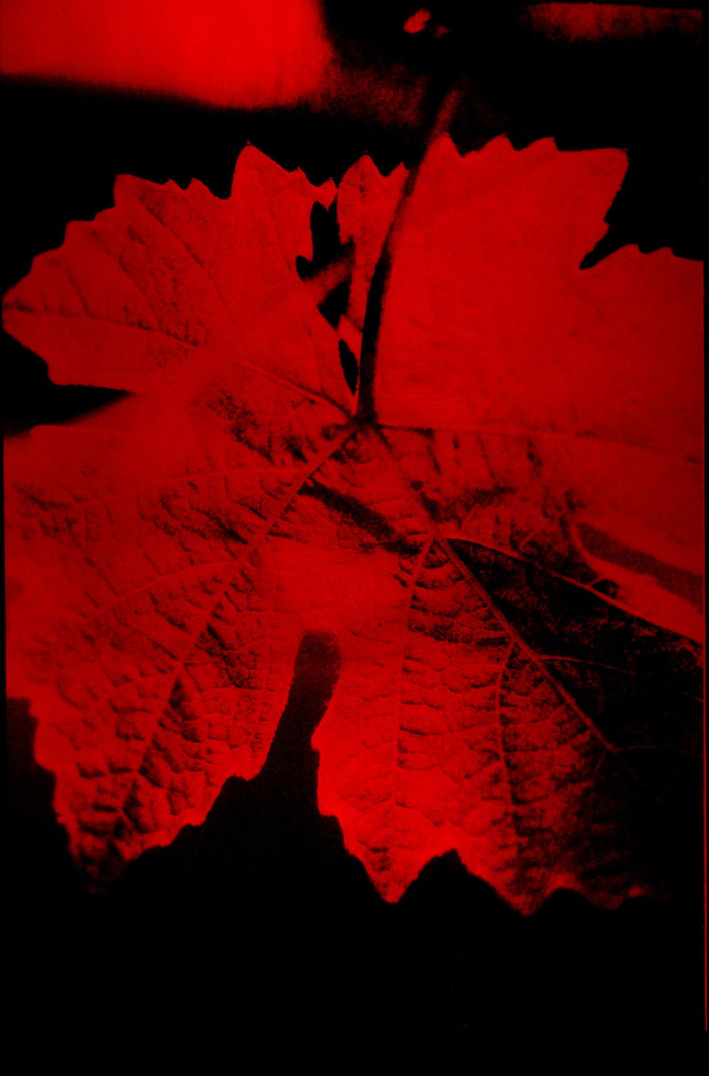 Sycamore Leaf (Red)  main image