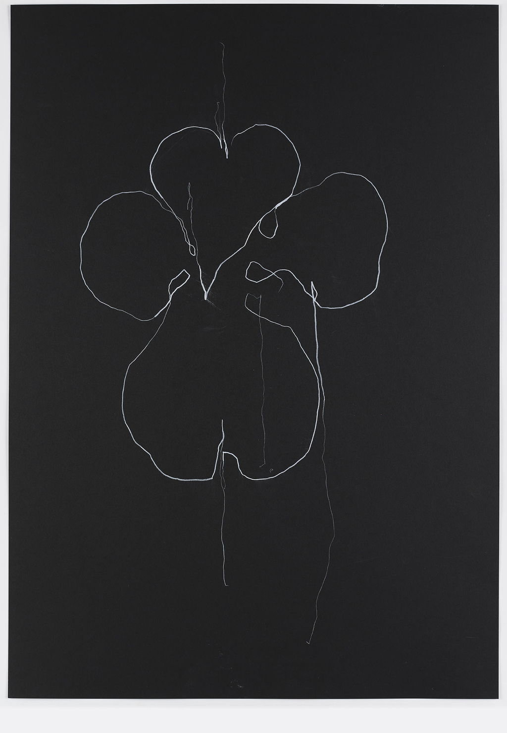 Night Orchid 38 main image