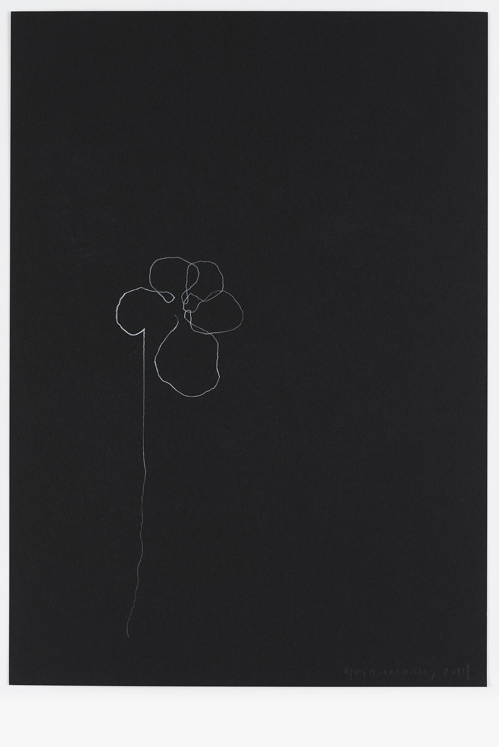 Night Orchid 14 main image