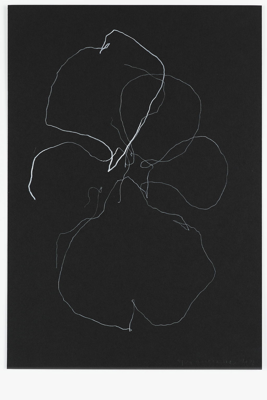 Night Orchid 48 main image