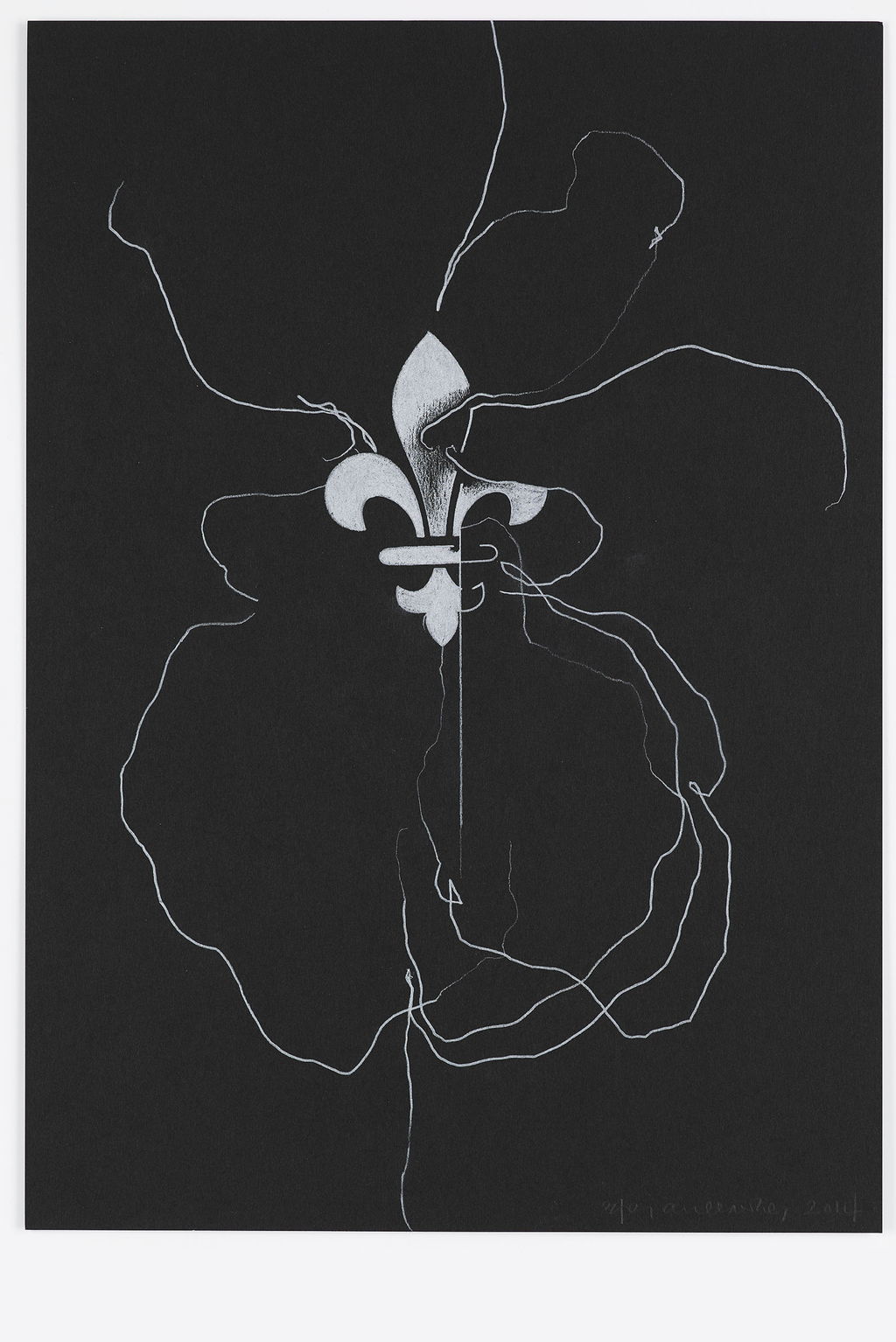 Night Orchid 77 main image