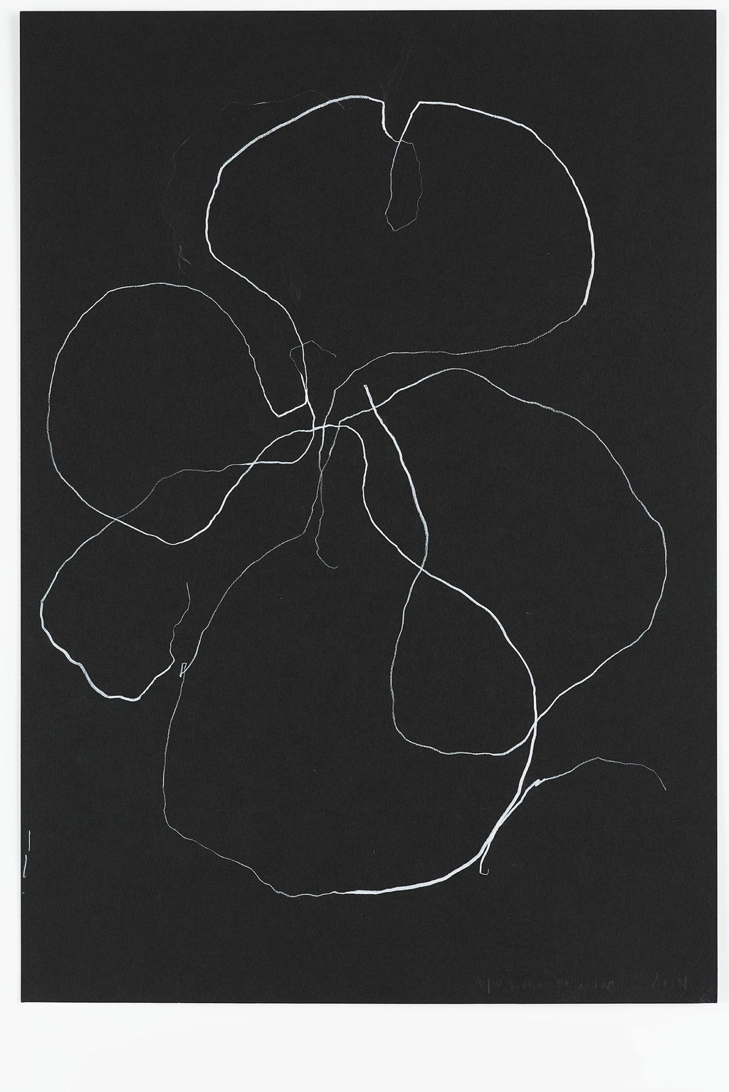 Night Orchid 52 main image