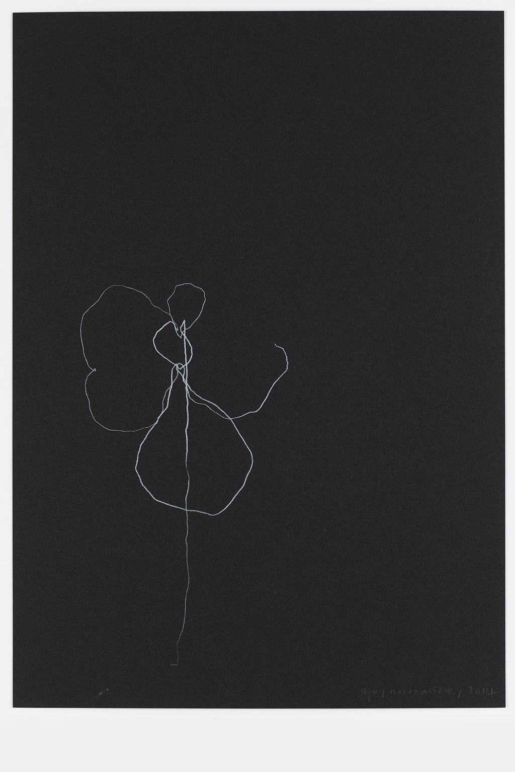 Night Orchid 41 main image