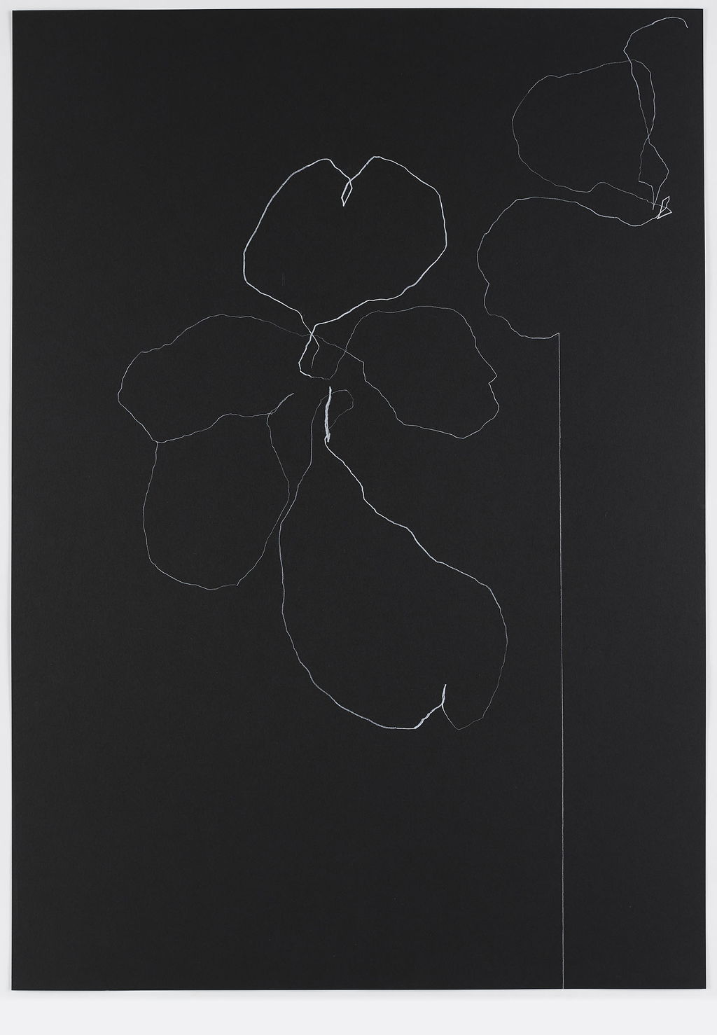 Night Orchid 37 main image