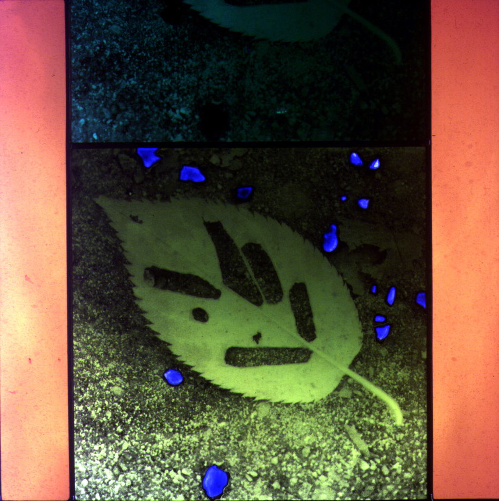 Untitled (Leaves)  main image
