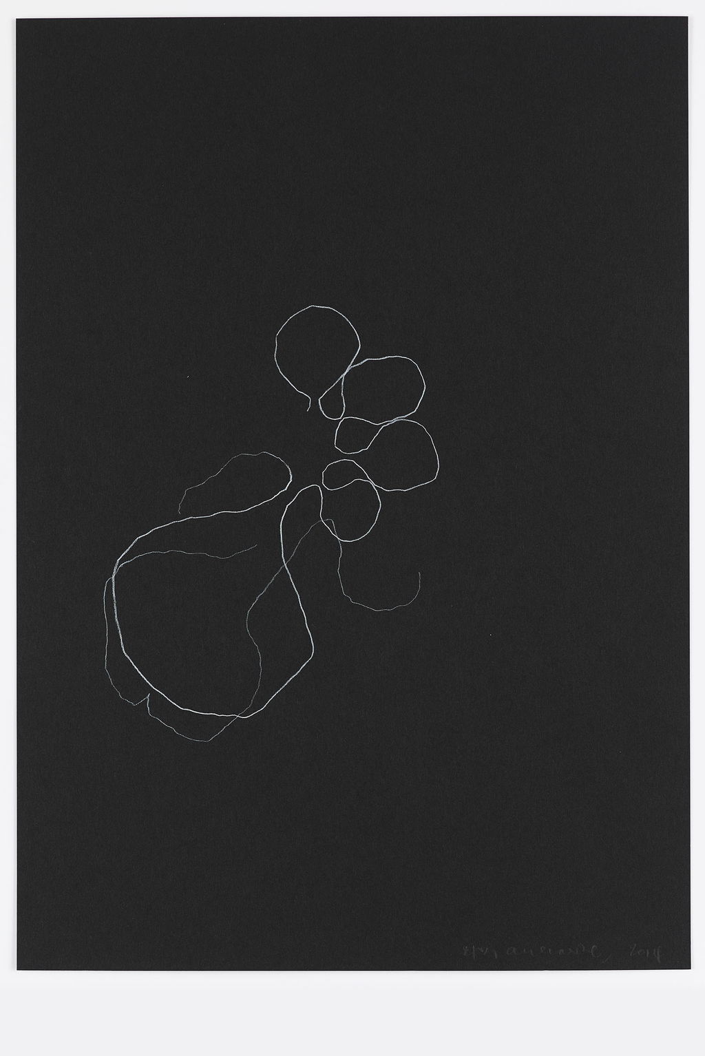 Night Orchid 16 main image