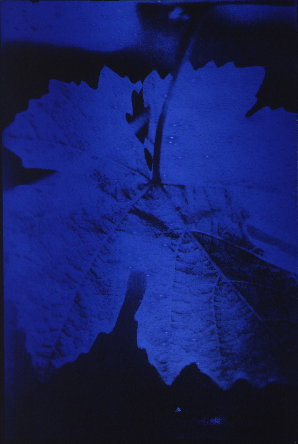 Sycamore Leaf (Blue)  main image